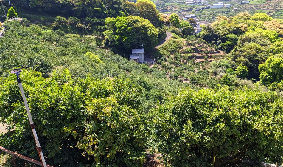 地域から借り入れた畑