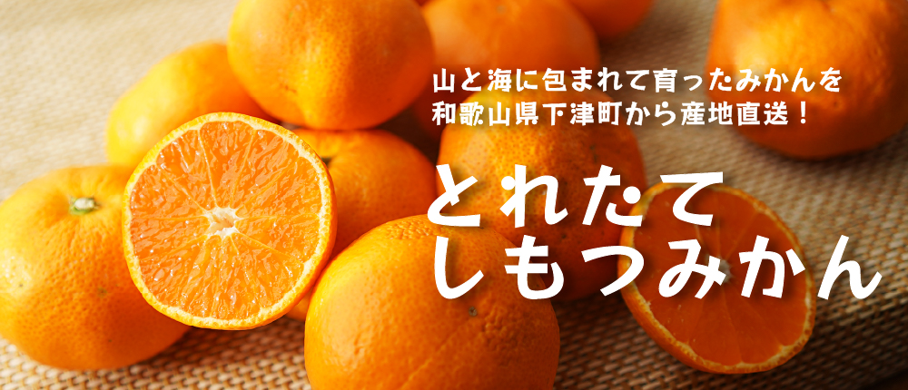 とれたてしもつみかん(和歌山県海南市下津町で育てた早生みかんを産地直送でお届け) | 蔵出しみかんの藤原農園