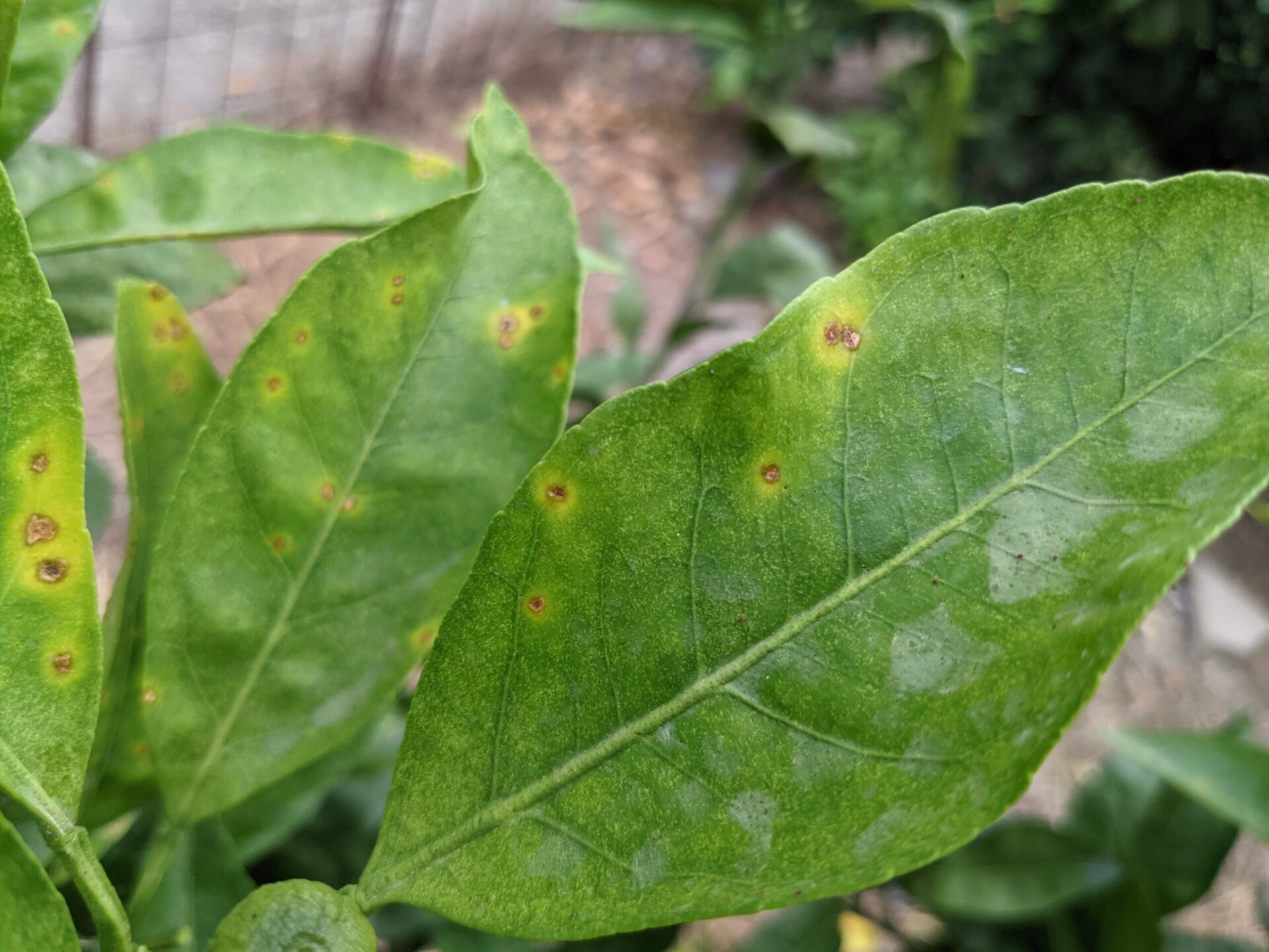 みかん の 木 害虫