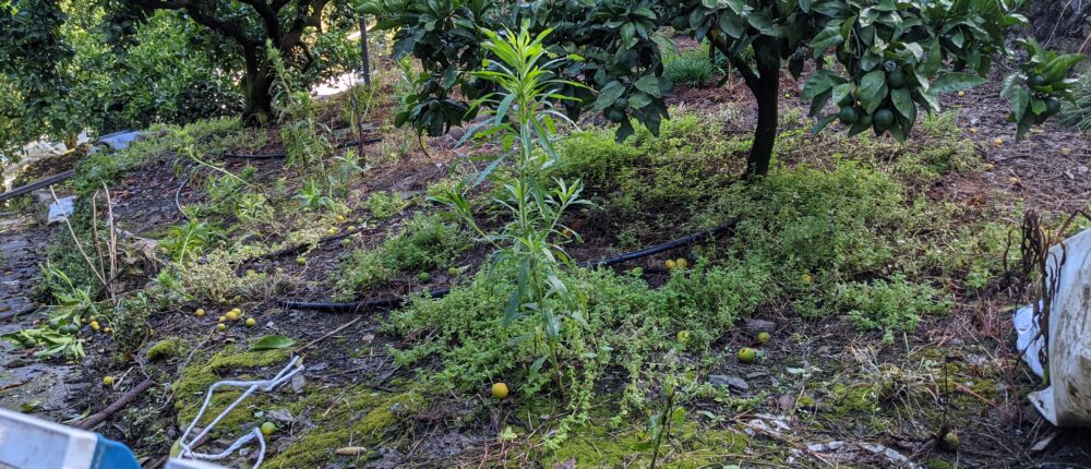 みかんの肥料のやり方年施肥設計を肥料の三要素n 窒素 P リン酸 K カリウムに絞って解説します 蔵出しみかんの藤原農園