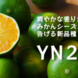 YN26（みかん）和歌山で生まれた温州みかんの有望品種