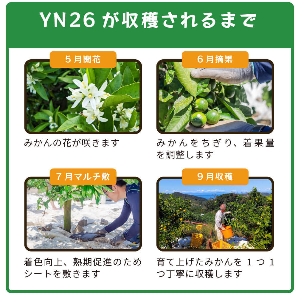 YN26の栽培方法について