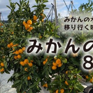 みかんの一生8歳編｜みかんの木の成長とともに移りゆく味わいをお届け