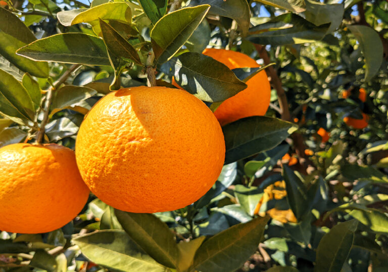 甘夏（和歌山県海南市下津町産。貯蔵により長く楽しめる初夏の味わい） | 蔵出しみかんの藤原農園
