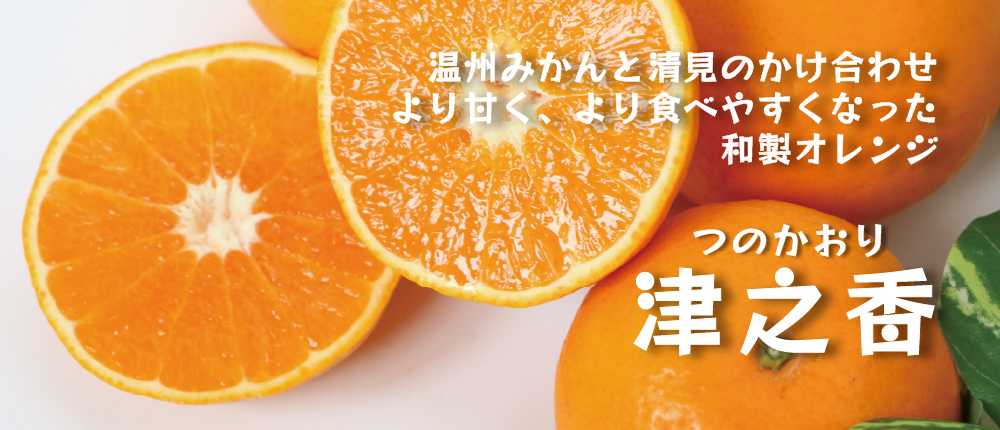津之香～清見と温州みかんのかけ合わせ。和歌山県海南市下津町から産地