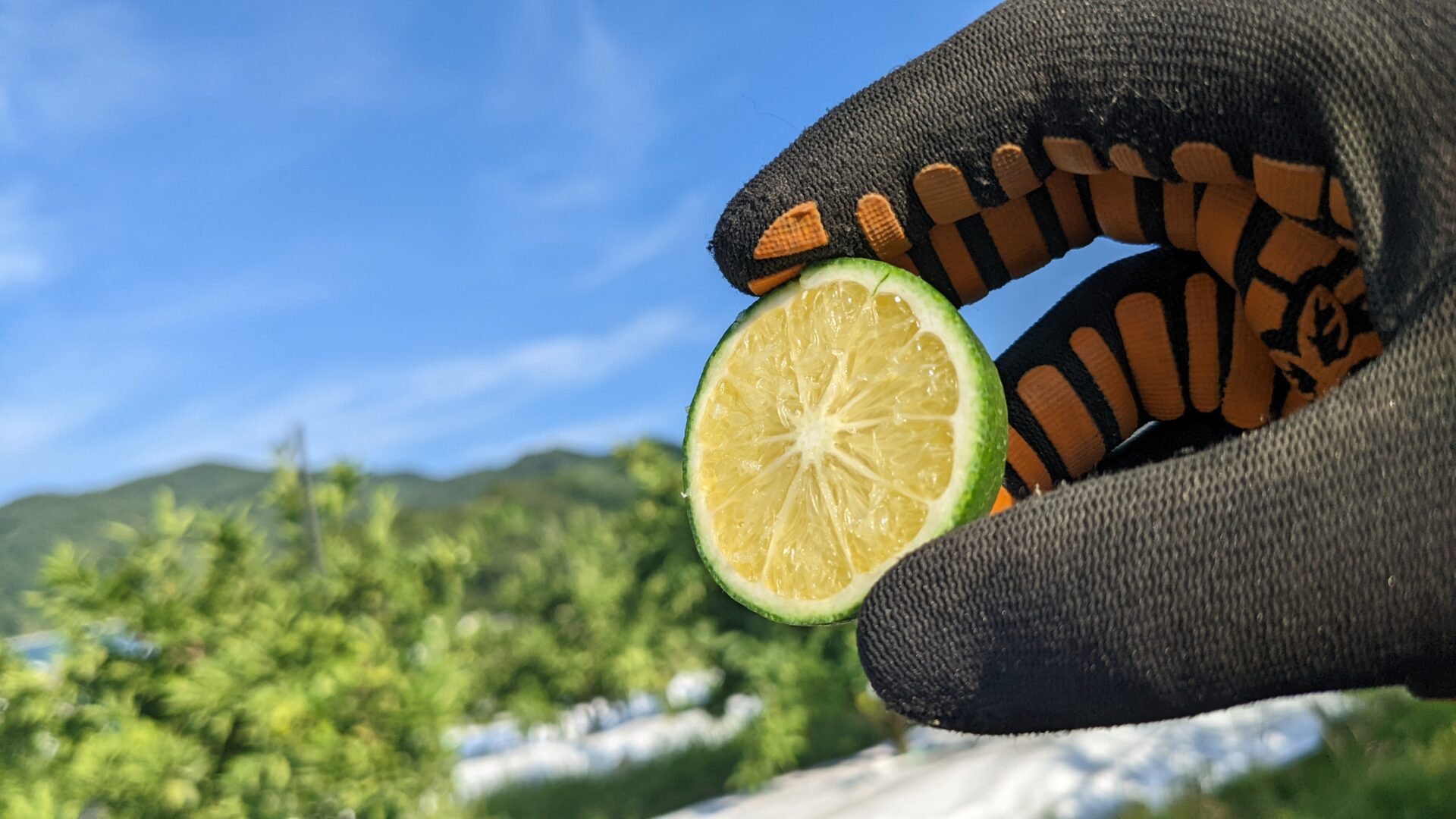 みかんに果汁がたまり始めました。蔵出しみかん日記8月編 | 蔵出し