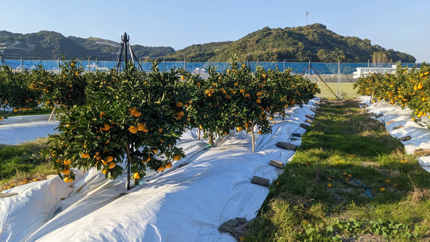 今年のみかんの出来（2022）は？みかんの着色スタート！蔵出しみかん