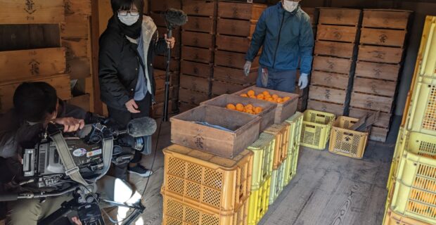 NHKの「ギュギュっと和歌山」等で蔵出しみかんの蔵入れの様子が紹介されました！