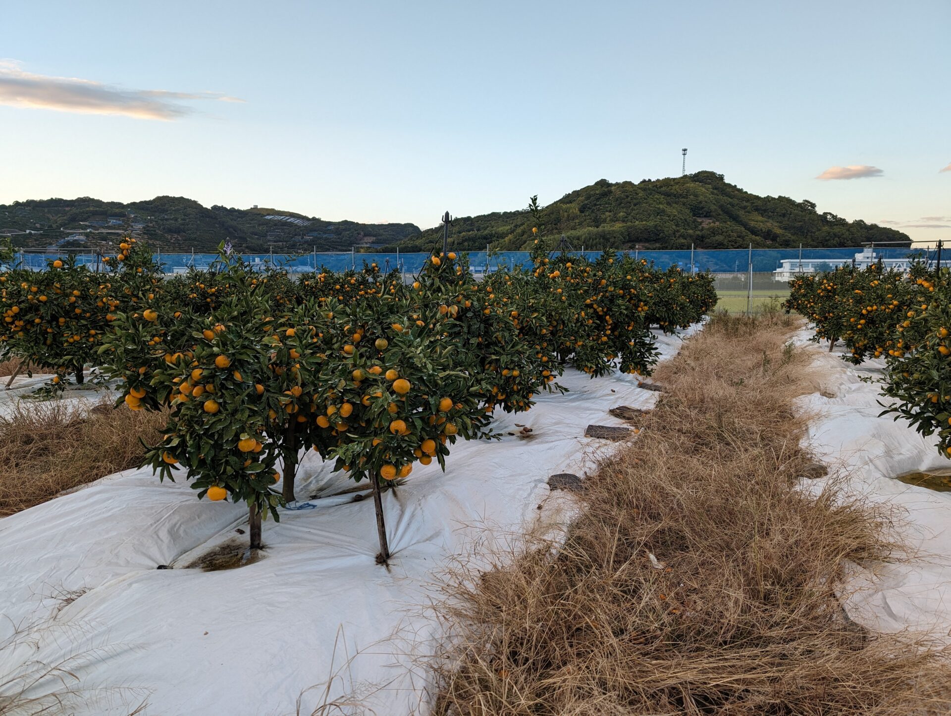 今年のみかんの出来（2023）は？みかんの着色開始♪蔵出しみかん日記