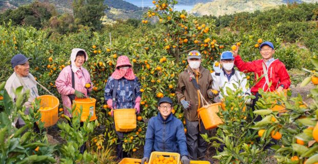 採用募集！和歌山で正社員としてみかん農業をしたいなら蔵出しみかんの藤原農園｜社会保険（厚生年金・健康・雇用）完備