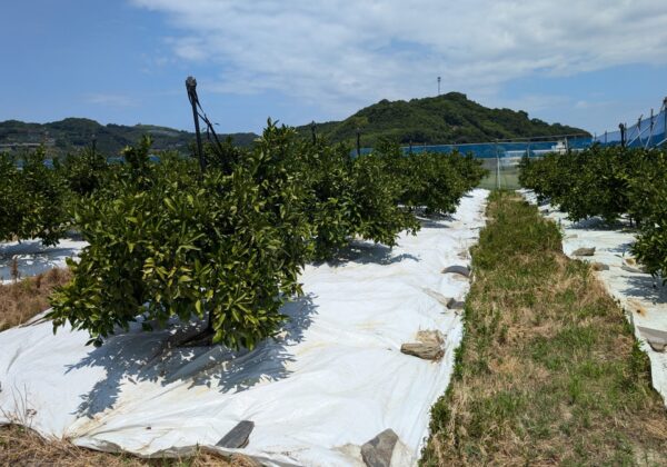 みかんの木に夏場の乾燥の影響は？～みかん日記2024年8月編～