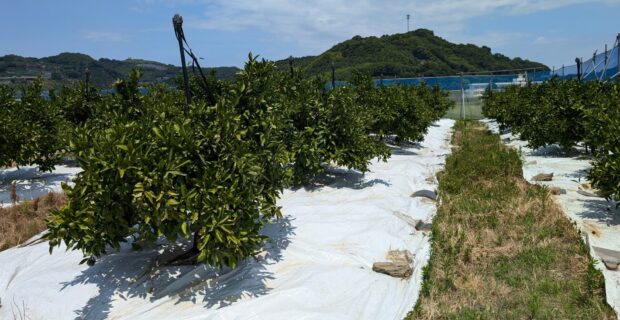 みかんの木に夏場の乾燥の影響は？～みかん日記2024年8月編～