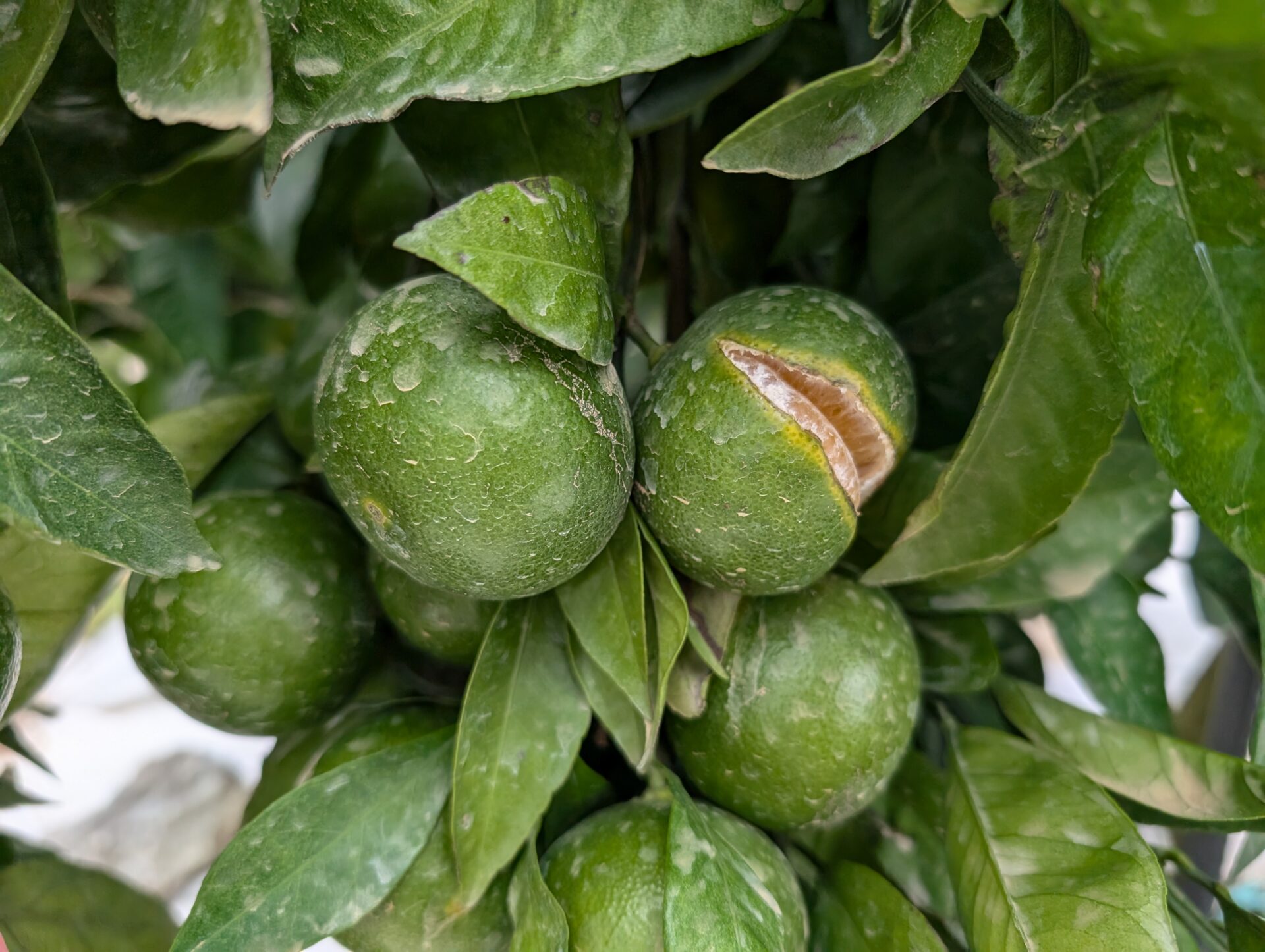 みかんに割れ果が発生！これはいいの？悪いの？～みかん日記2024年10月