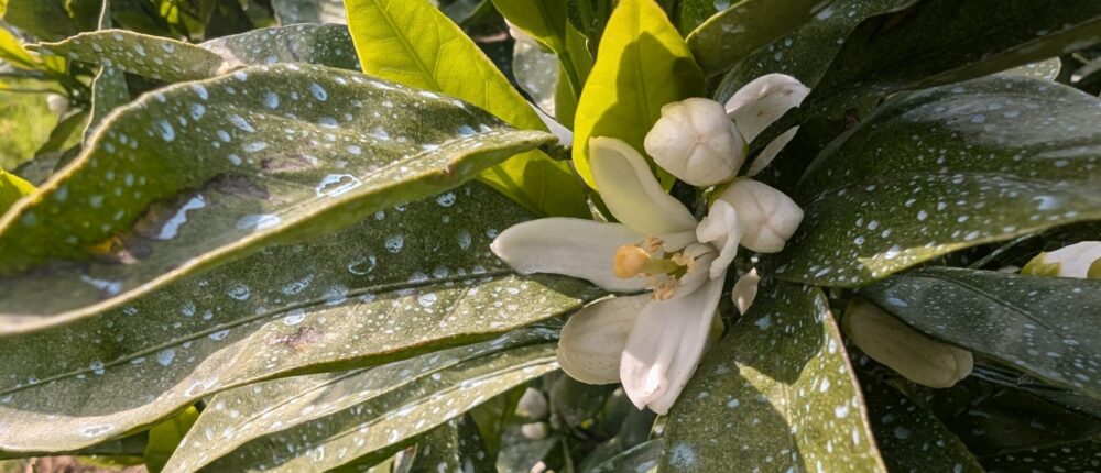 みかんの花が咲いたら何をする！？みかん日記2025年5月編～