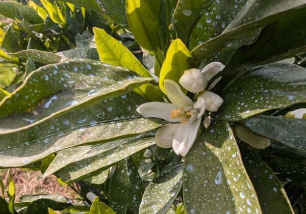 みかんの花が咲いたら何をする！？みかん日記2025年5月編～