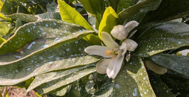 みかんの花が咲いたら何をする！？みかん日記2025年5月編～