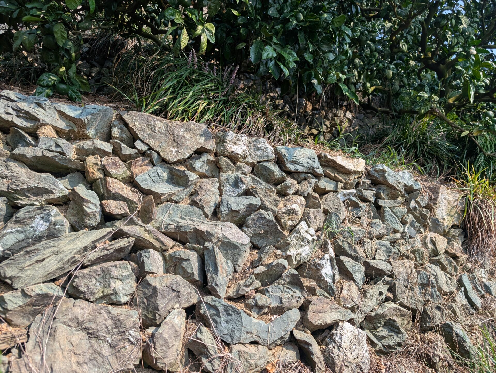 動画付き】有田・下津地域の石積み階段園みかんシステムが世界農業遺産