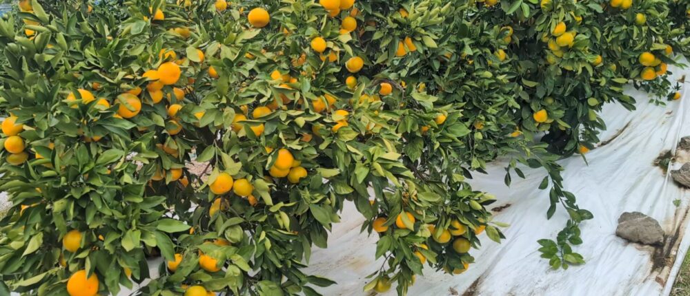 今年のみかんの出来（2025）は？酷暑、温暖化の影響は？？