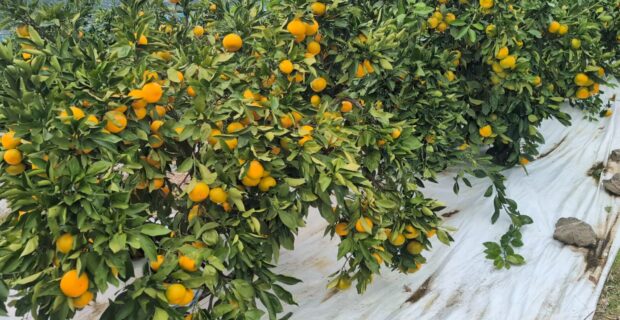 今年のみかんの出来（2025）は？酷暑、温暖化の影響は？？