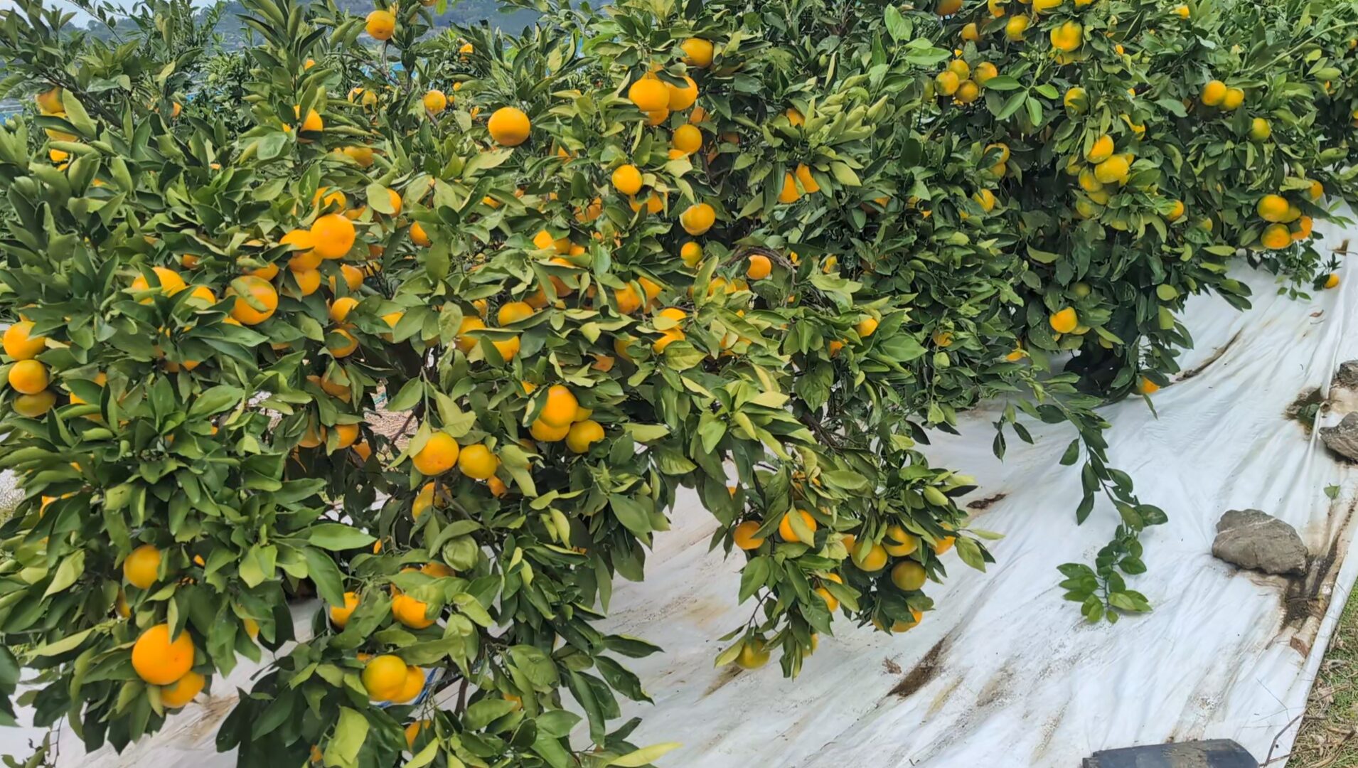 今年のみかんの出来（2025）は？酷暑、温暖化の影響は？？蔵出しみかん