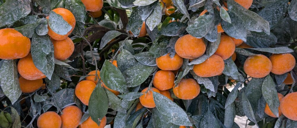 みかんの収穫、貯蔵本番です！蔵出しみかん日記2025年12月編