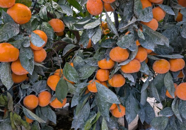 みかんの収穫、貯蔵本番です！蔵出しみかん日記2025年12月編