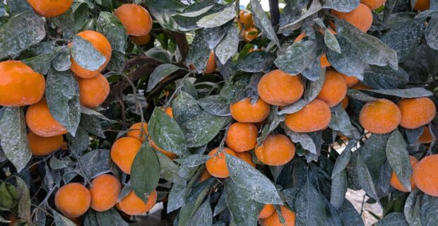 みかんの収穫、貯蔵本番です！蔵出しみかん日記2025年12月編