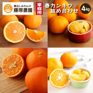 食べ比べ！みかん・カンキツ詰め合わせセット｜和歌山県海南市下津町から農園直送