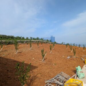 あおさん~現在育成中~和歌山県生まれの新品種。年明けが旬なのに袋が薄い温州みかん