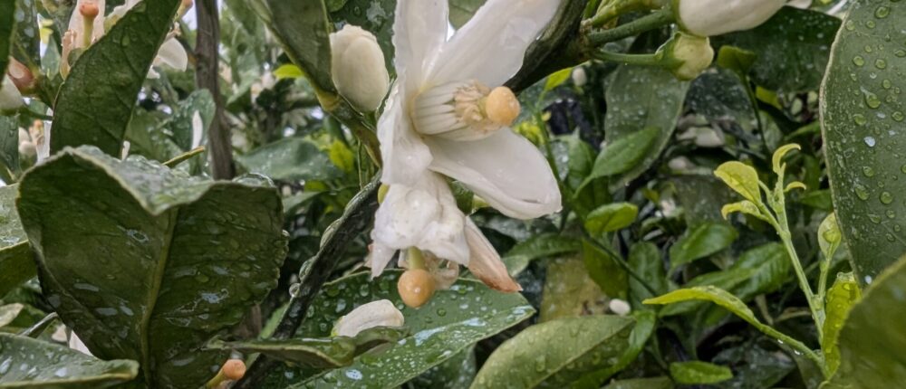みかんの花が咲きました～蔵出しみかん日記2026年5月編