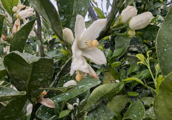 みかんの花が咲きました～蔵出しみかん日記2026年5月編
