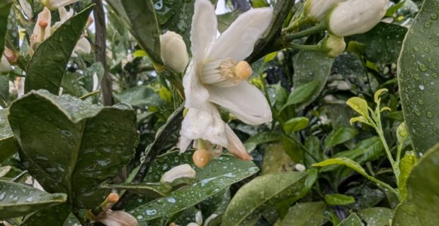 みかんの花が咲きました～蔵出しみかん日記2026年5月編