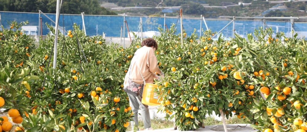 みかん狩り・食べ放題｜和歌山生まれの優良品種ゆら早生収穫体験開催します！