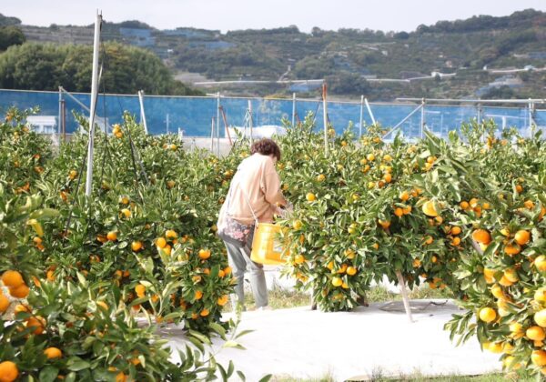 みかん狩り・食べ放題｜和歌山生まれの優良品種ゆら早生収穫体験開催します！