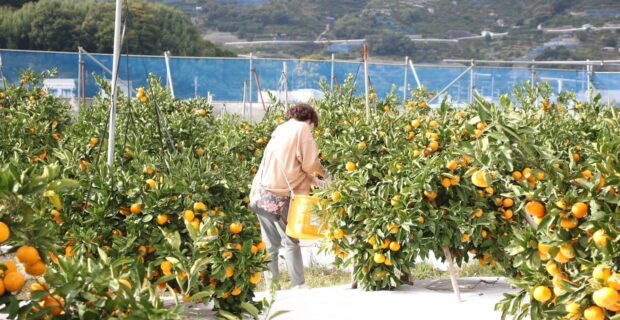 みかん狩り・食べ放題｜和歌山生まれの優良品種ゆら早生収穫体験開催します！