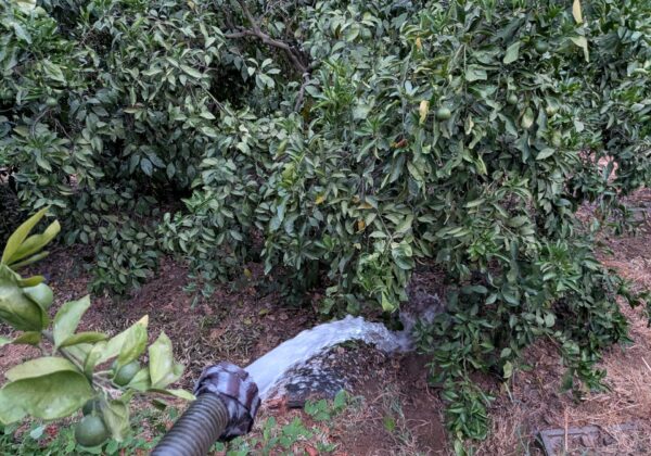 摘果、マルチ敷、灌水。雨不足の夏ですね…～蔵出しみかん日記2026年8月編